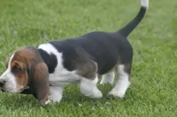 AL, a male Basset Hound for sale in Memphis, MO – Photo 2 of 10