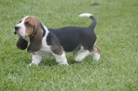 AL, a male Basset Hound for sale in Memphis, MO – Photo 5 of 10