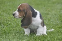 AL, a male Basset Hound for sale in Memphis, MO – Photo 6 of 10