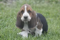AL, a male Basset Hound for sale in Memphis, MO – Photo 9 of 10