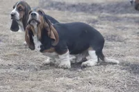 ROY, a male Basset Hound for sale in Memphis, MO – Photo 10 of 10