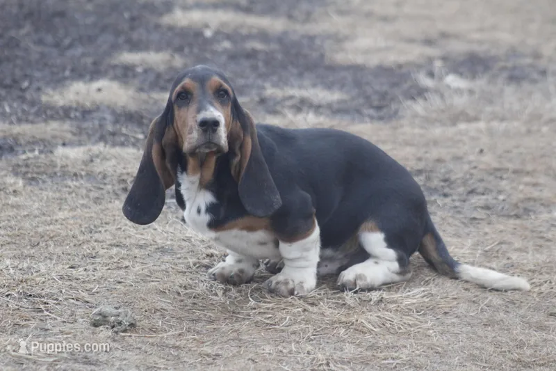 ROY, a male Basset Hound for sale in Memphis, MO – Photo 1 of 10