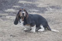 ROY, a male Basset Hound for sale in Memphis, MO – Photo 1 of 10