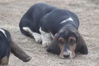 ROY, a male Basset Hound for sale in Memphis, MO – Photo 5 of 10