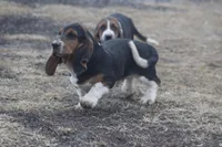 ROY, a male Basset Hound for sale in Memphis, MO – Photo 6 of 10