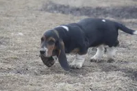 ROY, a male Basset Hound for sale in Memphis, MO – Photo 8 of 10