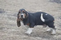 ROY, a male Basset Hound for sale in Memphis, MO – Photo 9 of 10
