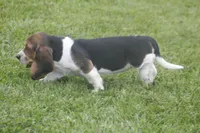 BESS, a female Basset Hound for sale in Memphis, MO – Photo 9 of 10