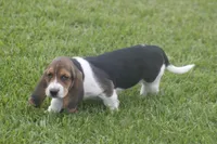 BESS, a female Basset Hound for sale in Memphis, MO – Photo 2 of 10