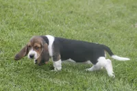 BESS, a female Basset Hound for sale in Memphis, MO – Photo 3 of 10