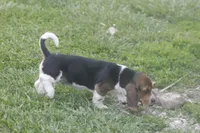 BESS, a female Basset Hound for sale in Memphis, MO – Photo 5 of 10