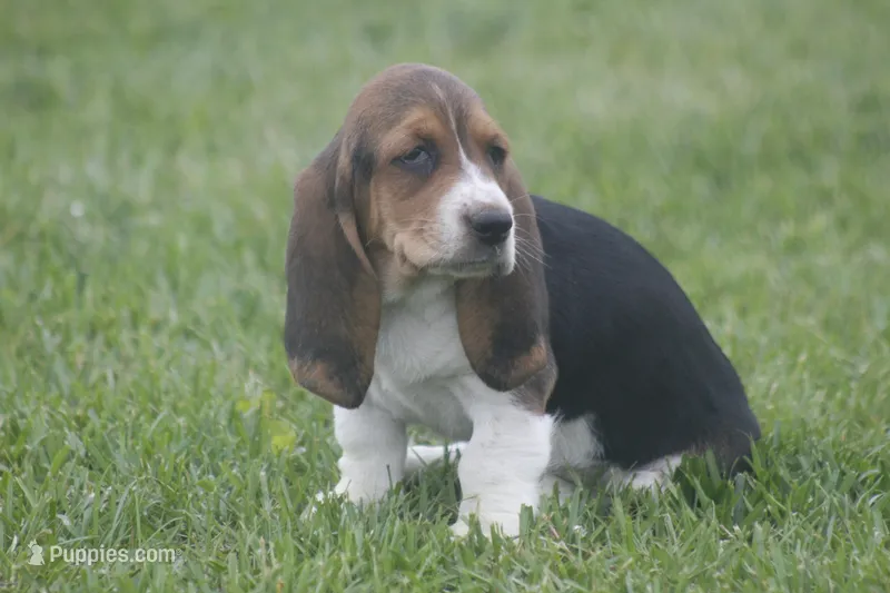 BESS, a female Basset Hound for sale in Memphis, MO – Photo 1 of 10