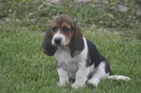 BESS, a female Basset Hound for sale in Memphis, MO – Photo 4 of 10