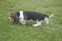 BESS, a female Basset Hound for sale in Memphis, MO – Photo 10 of 10