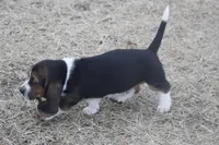 BUDDY, a male Basset Hound for sale in Memphis, MO – Photo 7 of 8