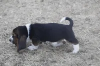 BUDDY, a male Basset Hound for sale in Memphis, MO – Photo 3 of 8