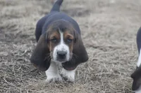 BUDDY, a male Basset Hound for sale in Memphis, MO – Photo 2 of 8