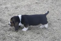 BUDDY, a male Basset Hound for sale in Memphis, MO – Photo 4 of 8