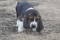 BUDDY, a male Basset Hound for sale in Memphis, MO – Photo 5 of 8