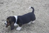 BUDDY, a male Basset Hound for sale in Memphis, MO – Photo 6 of 8