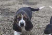 BUDDY, a male Basset Hound for sale in Memphis, MO – Photo 1 of 8