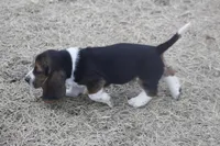 BUDDY, a male Basset Hound for sale in Memphis, MO – Photo 8 of 8