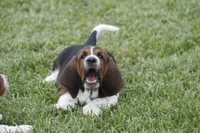 Kay, a female Basset Hound for sale in Memphis, MO – Photo 10 of 10
