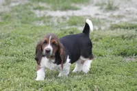 Kay, a female Basset Hound for sale in Memphis, MO – Photo 4 of 10