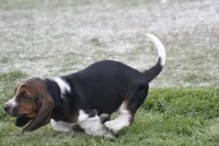Kay, a female Basset Hound for sale in Memphis, MO – Photo 2 of 10