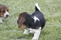 Kay, a female Basset Hound for sale in Memphis, MO – Photo 8 of 10