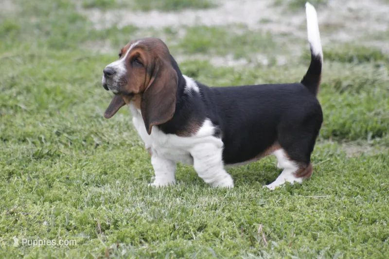 Kay, a female Basset Hound for sale in Memphis, MO – Photo 1 of 10
