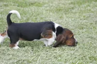 Kay, a female Basset Hound for sale in Memphis, MO – Photo 6 of 10