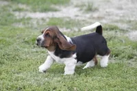 Kay, a female Basset Hound for sale in Memphis, MO – Photo 3 of 10