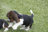 Kay, a female Basset Hound for sale in Memphis, MO – Photo 9 of 10