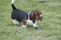 Kay, a female Basset Hound for sale in Memphis, MO – Photo 5 of 10