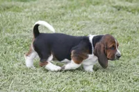 Kay, a female Basset Hound for sale in Memphis, MO – Photo 7 of 10