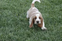 ABE, a male Basset Hound for sale in Memphis, MO – Photo 3 of 7