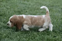 ABE, a male Basset Hound for sale in Memphis, MO – Photo 7 of 7