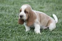 ABE, a male Basset Hound for sale in Memphis, MO – Photo 6 of 7