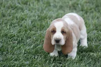 ABE, a male Basset Hound for sale in Memphis, MO – Photo 4 of 7
