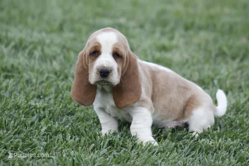 ABE, a male Basset Hound for sale in Memphis, MO – Photo 1 of 7