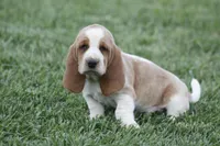 ABE, a male Basset Hound for sale in Memphis, MO – Photo 1 of 7