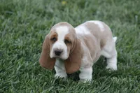 ABE, a male Basset Hound for sale in Memphis, MO – Photo 5 of 7