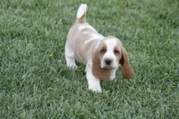 ABE, a male Basset Hound for sale in Memphis, MO – Photo 2 of 7