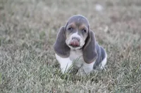 JED, a male Basset Hound for sale in Memphis, MO – Photo 5 of 10