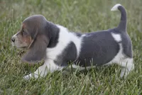 JED, a male Basset Hound for sale in Memphis, MO – Photo 8 of 10