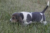 JED, a male Basset Hound for sale in Memphis, MO – Photo 7 of 10