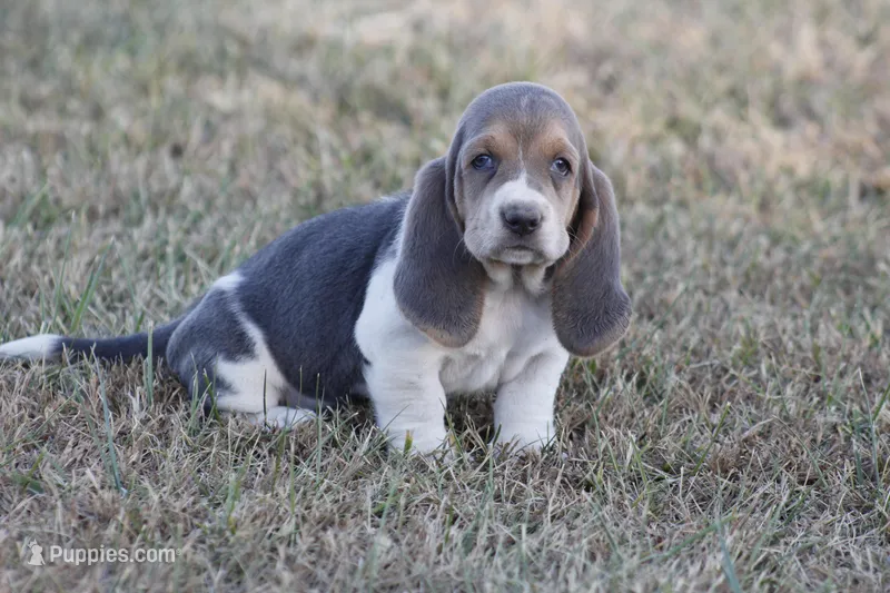JED, a male Basset Hound for sale in Memphis, MO – Photo 1 of 10