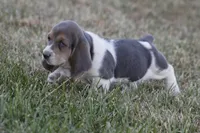 JED, a male Basset Hound for sale in Memphis, MO – Photo 6 of 10