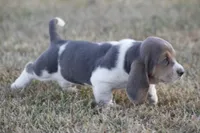 JED, a male Basset Hound for sale in Memphis, MO – Photo 9 of 10